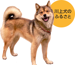 川上犬
