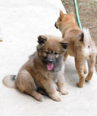 子犬16